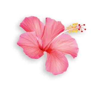 Fleur d'hibiscus Popfruit