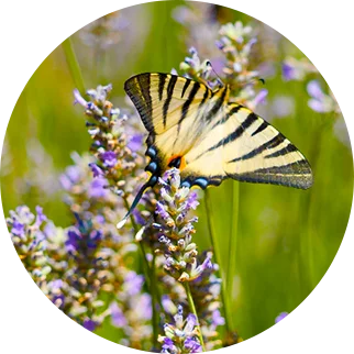 Image d'un papillon butinant une fleur